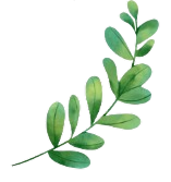 Decorative leaf
